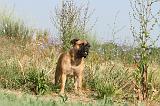 BULLMASTIFF 228